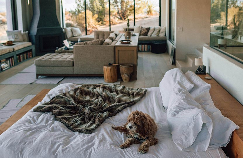 Dog on a bed video-1
